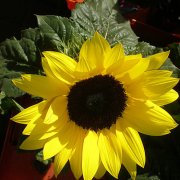 Girasol